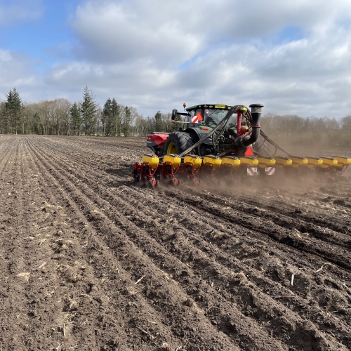 Såning i Ribe med traktor og rød såmaskine på mark